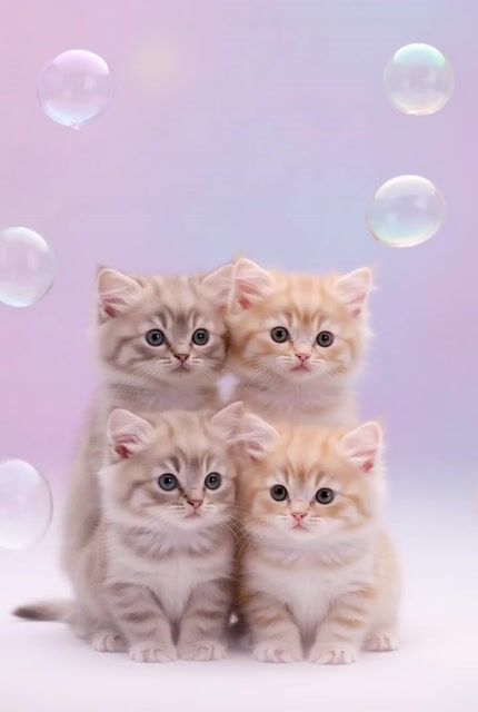 Video Generation Prompt: JSON Format for Cute Kitten Bubble Chase