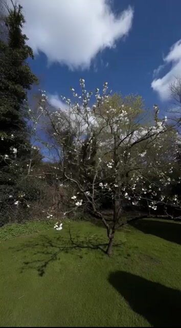Grok Imagine Prompt: Camera movement on a white blossom tree