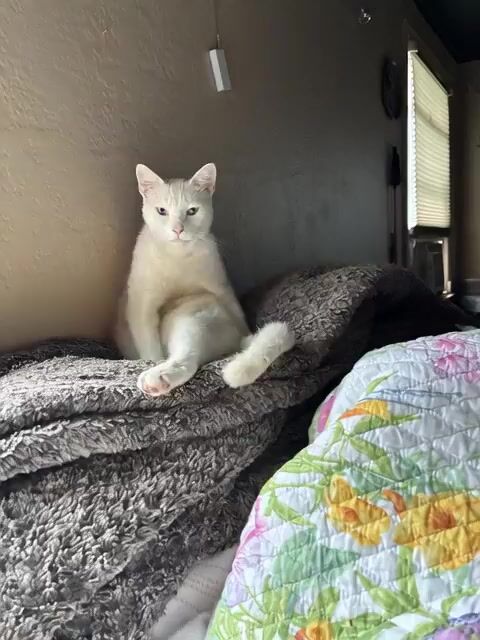 Cat Jumping and Talking Video Prompt