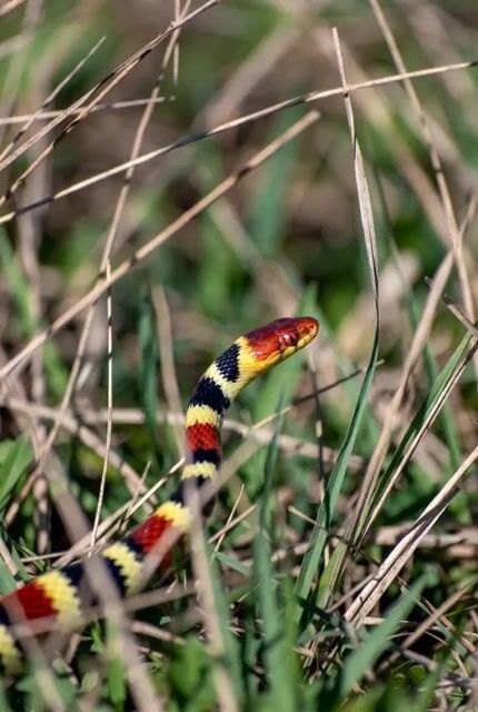 Garden Coral Snake Animation