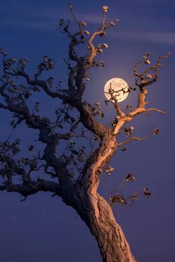 Peaceful night with crows prompt