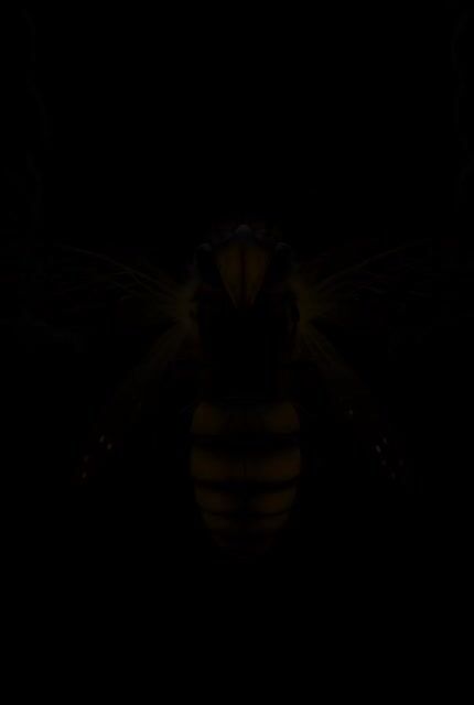 Bioluminescent Bee Circuit