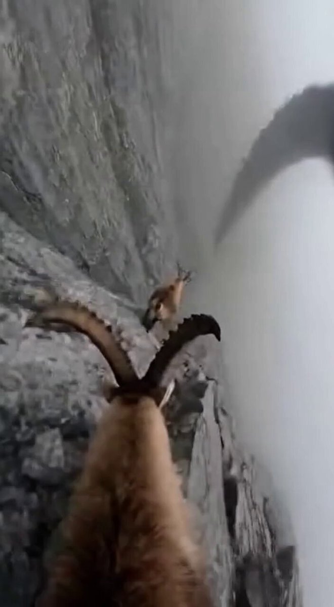 Cinematic POV Video Prompt: Mountain Goat on Steep Cliff