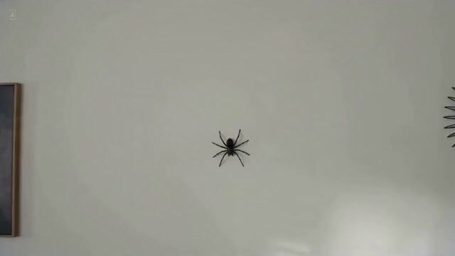 Man's Over-the-Top Reaction to a Spider