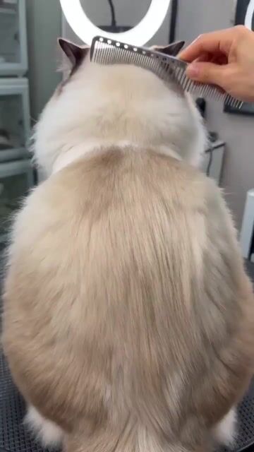 Humorous pet makeover video prompt