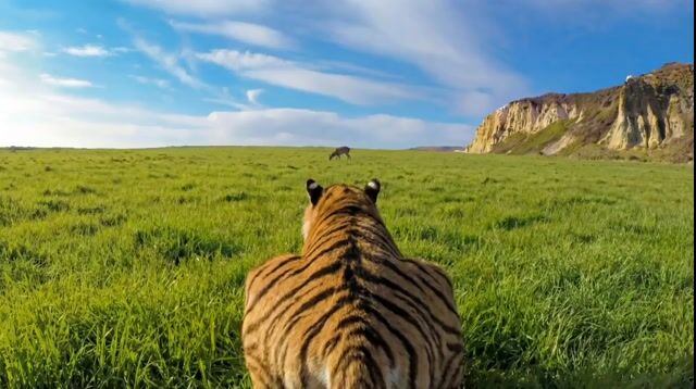 Ultra-Realistic Continuous Tiger Chase Shot Prompt